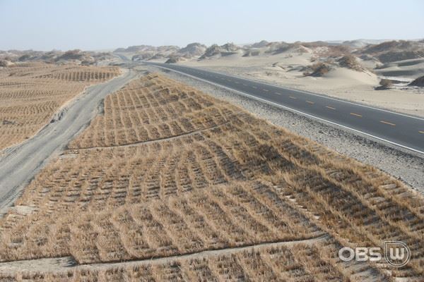 도로를 지키기 위해 조성된 사막의 방사림